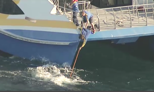 One boat drew right up to the whale and attempted to free it using a pole. Picture: 9NEWS