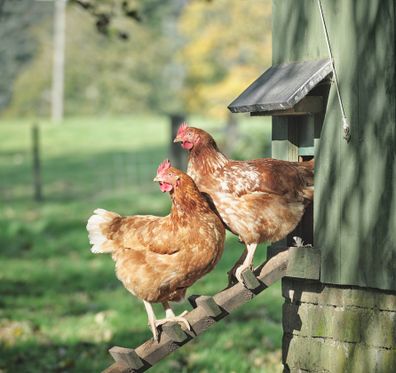 Two hens standing on a wooden ladder outside their henhouse.