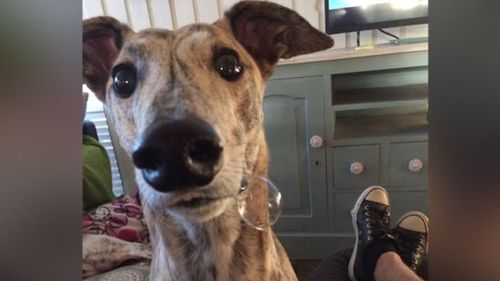 The greyhounds are usually rescued when they are as young as 15 months old. (Supplied)