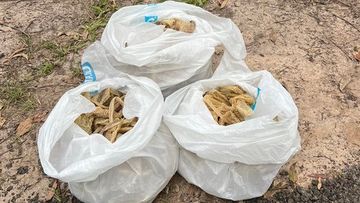 32 snake skins were found at a property in Tinbeerwah, Queensland.