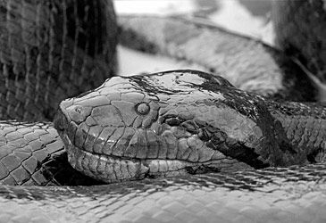 Which anaconda is the heaviest species of snake?
