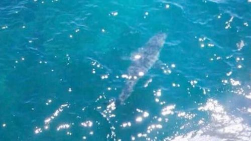 Seven-metre great white shark seen off South Australian coast