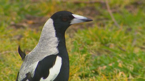 Eye doctors are warning of the dangers of swooping season with angry magpies out in force. 