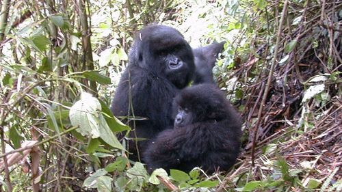 Gorillas are just one of the species under threat.