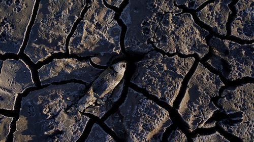 A dead fish that used to be underwater sits on cracked earth above the water level on Lake Mead at the Lake Mead National Recreation Area.