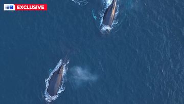 A pod of whales were seen at Maroubra Beach just before 6am.