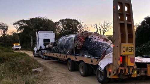 Whale carcass removed from beach on truck