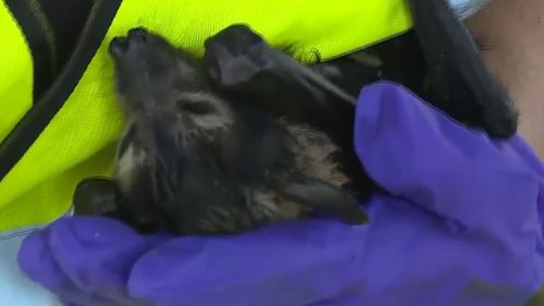 190924 Queensland bats scratches bites health warning disease risk news Australia