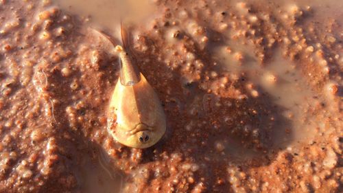 Alien-like shrimp appears in Central Australia after flooding rains