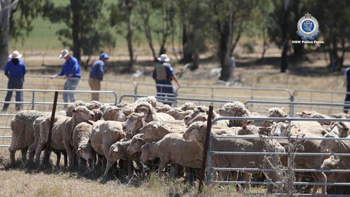 Almost 100 head of sheep were seized as part of the search warrant.