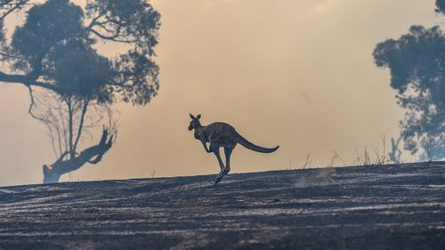 A kangaroo escapes a fire in Mill Park, Melbourne.