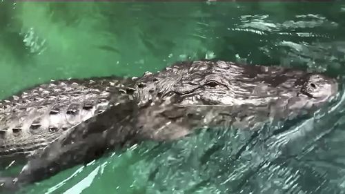 In this undated photo provided by Vicki Baker, an alligator is shown on the Silver River in Silver Springs, Fla.