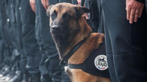Russia gives France puppy to replace police dog killed by jihadists during Paris siege