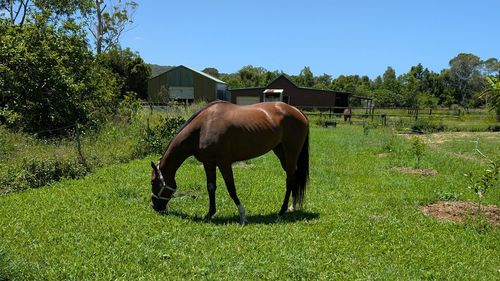Farleigh Farms pastoreia cavalos e vende esterco ao público.