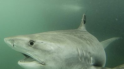 A tiger shark called Collette was found swimming near North West Island off the coast of Queensland today. The shark is 3.76 metres long and is being tracked in cooperation with OCEARCH. The tiger shark was tagged by Dr Adam Barnett&#x27;s team at the Biopixel Oceans Foundation.