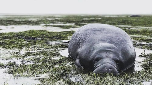 Manatees became trapped in a Florida bay after its water got dragged out into the hurricane. (AP)