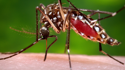 A female Aedes aegypti mosquito.  Aedes aegypti mosquitoes are the main vectors of dengue.