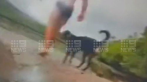 Man and dog attacked by crocodile in Bloomfield River in Far North Queensland.