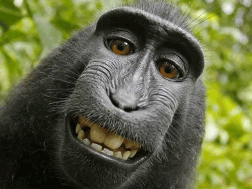 Animal rights group sues on behalf of monkey for ownership of its famous selfies