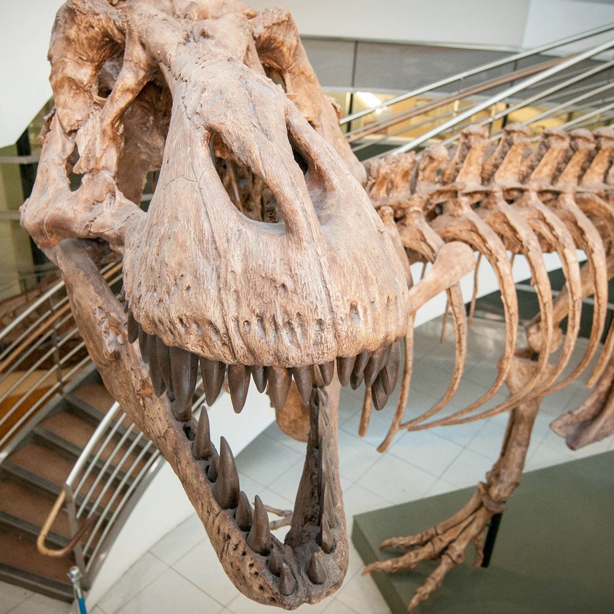 Researchers say they know how many T-rex roamed the planet