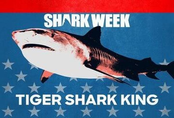 Tiger Shark King