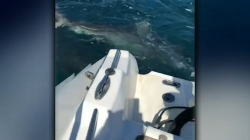 Rowan Lewis was chased by four sharks as he was fishing off Rottnest Island