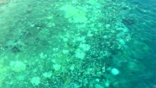 1000km stretch of the Great Barrier Reef devastated by coral bleaching