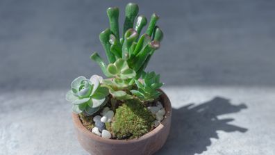 The 3 big mistakes people make with succulents