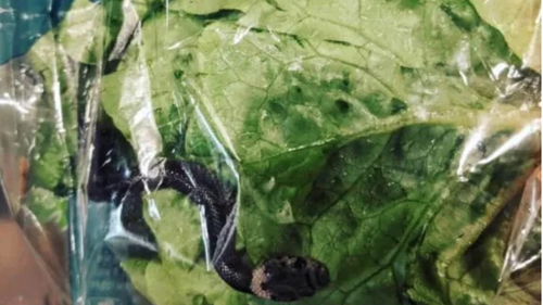 The baby snake was originally found in an Aldi lettuce bag in Sydney.