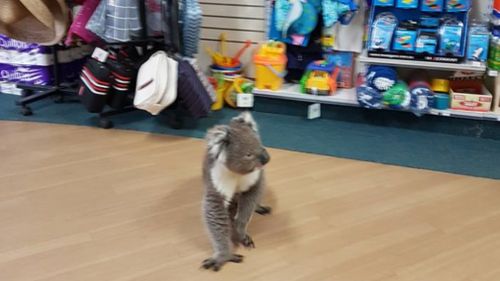 The koala's visit has gone viral on social media. (Tocumwal Pharmacy)