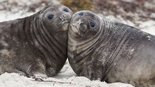 Elephant seals.