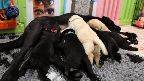 Guide Dogs Australia welcomes new litter of pups