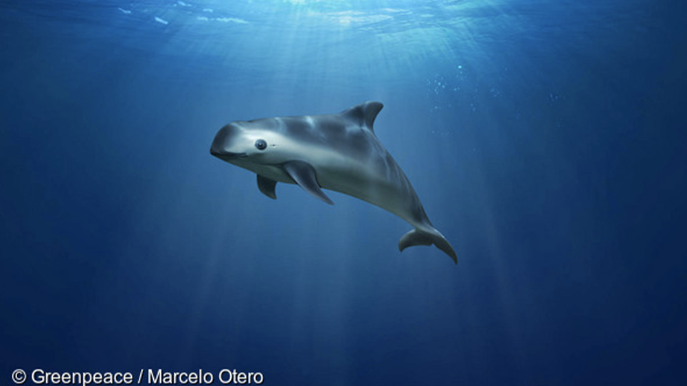 The World's Most Endangered Marine Mammal Soon to be Lost Https%3A%2F%2Fprod.static9.net