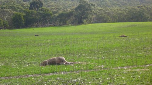 Multiple kangaroos were found on the Wallan property. (Supplied)