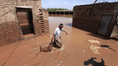  A man collects corps of dead sheep from his flooded farm house, on the outskirts of Peshawar. (AP)
