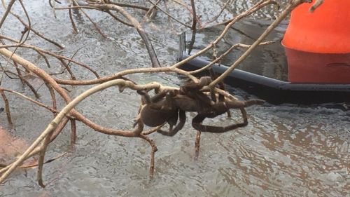 The eight-legged freak was snapped clinging to a tree branch in the town of Halifax. (Supplied)