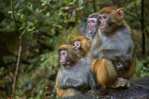 Monkey mayhem in South Carolina after 43 primates escape from research facility