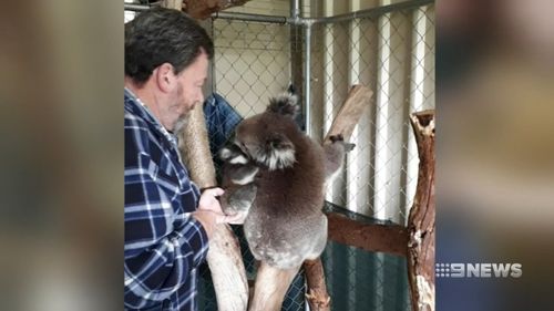 A mother koala has been reunited with her baby after three days apart.