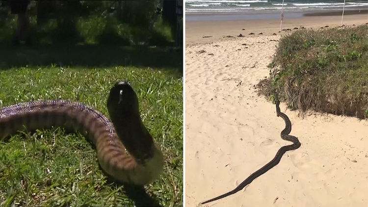 Snakes in a drain: spotted black snake found in Queensland public toilet, Snakes