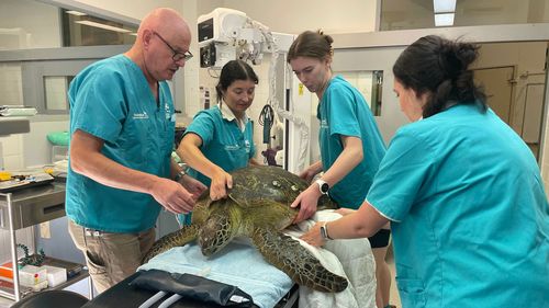The team at Taronga Zoo Wildlife hospital rushed the turtle into surgery. 