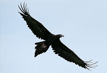 Which eagle is Australia's largest extant bird of prey?