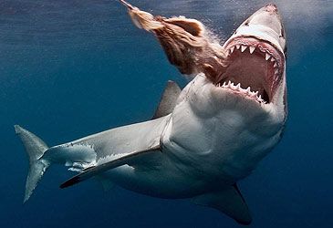 What type of shark is the great white shark?