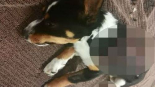 Puppy dies after being beaten, burned and dumped in Melbourne