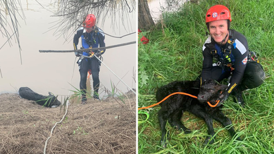 Calf rescue NSW ambulance