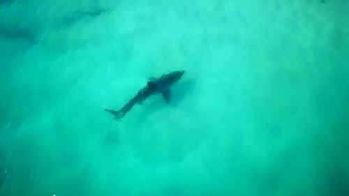 A Great White Shark has been spotted stalking a humpback whale carcass at a beach in South Australia. Picture: Supplied
