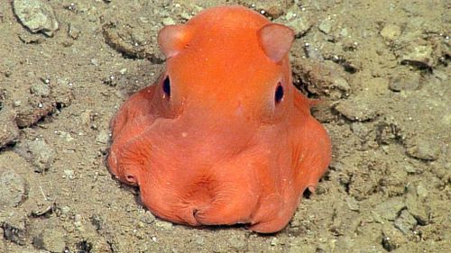 This Pokemon-lookalike octopus needs a name