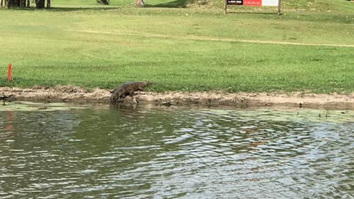 Three crocs have moved into the water traps at the Willows Golf Course. 