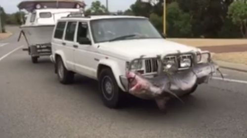 The white Jeep with a shark attached to its bullbar was filmed in Perth. (Facebook/Julie Wright)