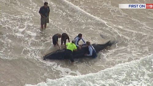 Locals attempt to roll the whale back into the ocean. (9NEWS)