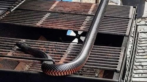 A red-bellied black snake in a barbecue in Queensland.